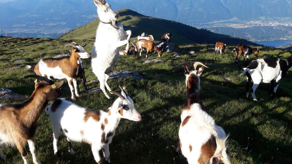 Ferienwohnung Gerti Kalt Lieserhofen Exterior foto